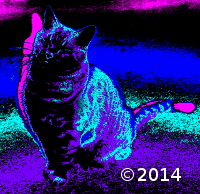 cat