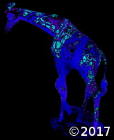 giraffe