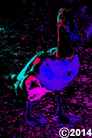 goose