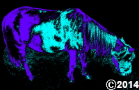 grazing pony