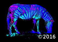 zebra