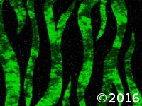 green zebra strips