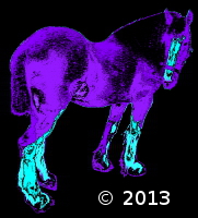 Draft Horse