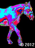 horse picture