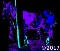 horse