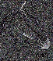 horse picture