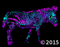 zebra