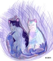 Cat Picture