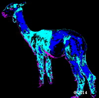 Lama
