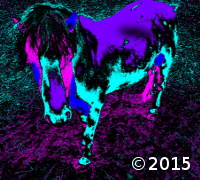 horse