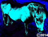 horse