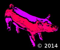 Pig