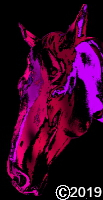 horse face