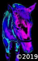 pony
