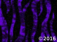 purple zebra strips