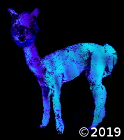 lama