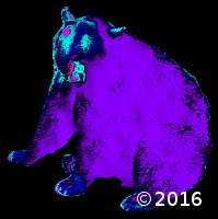 bear