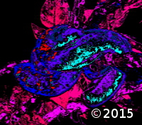 snake