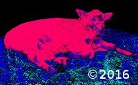 calf