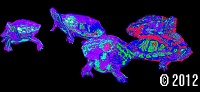 Colorful Turtles
