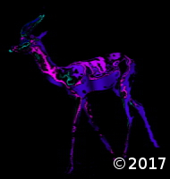 deer