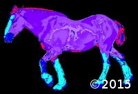horse
