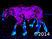 Purple Horses
