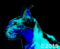 wild cat