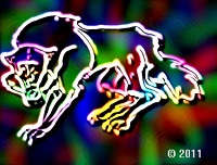 wolf picture