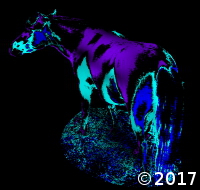 pony
